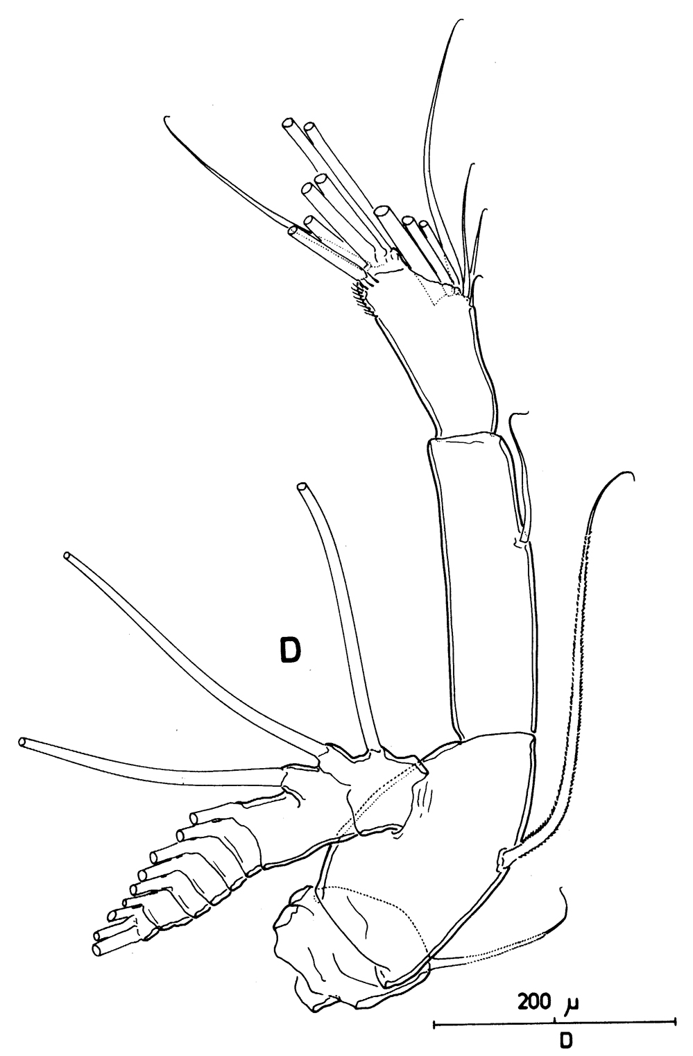 Species Rhincalanus nasutus - Plate 16 of morphological figures