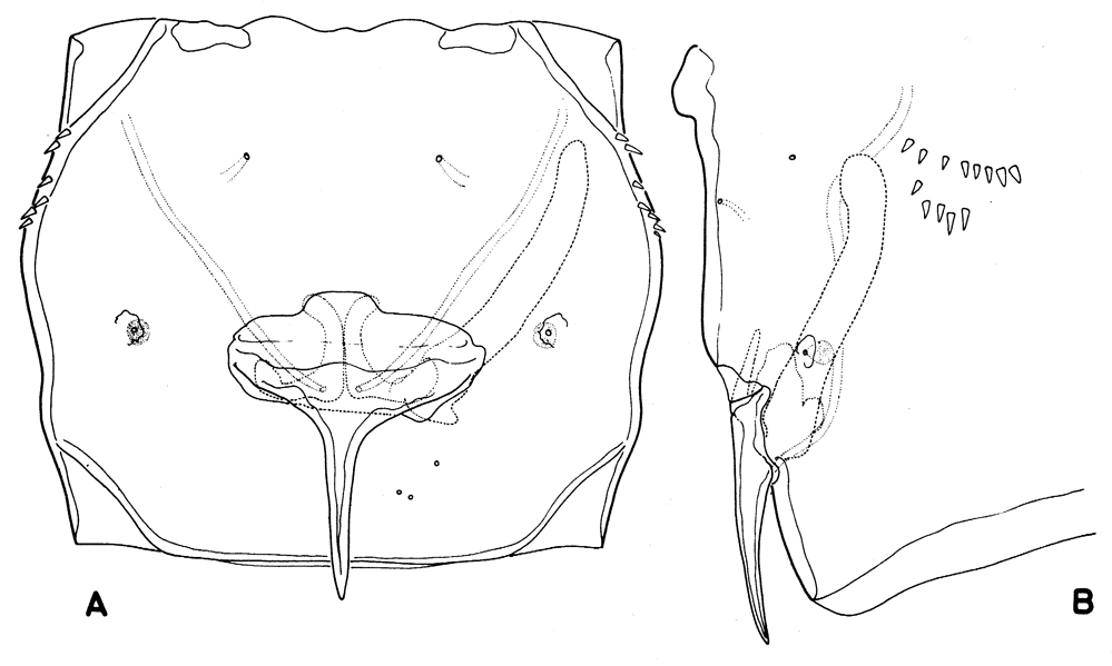 Espèce Stephos lucayensis - Planche 4 de figures morphologiques