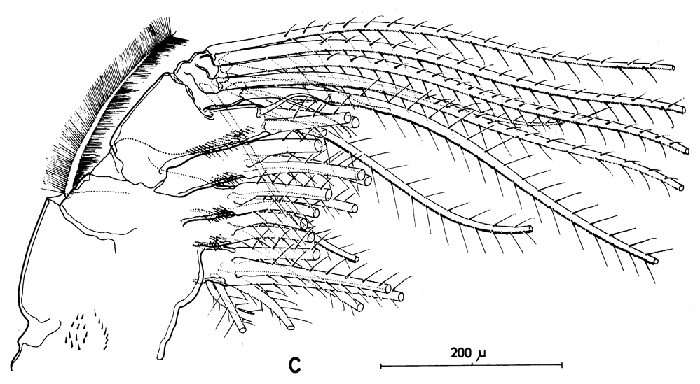 Species Calanus finmarchicus - Plate 20 of morphological figures