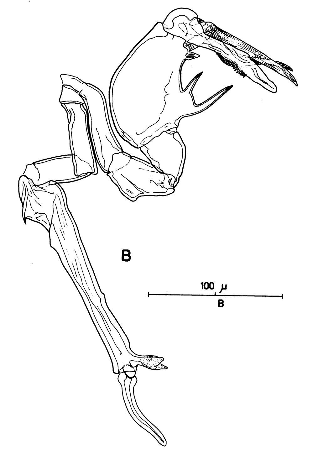Espèce Stephos lucayensis - Planche 5 de figures morphologiques