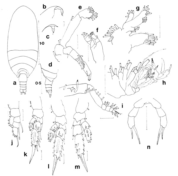 Espèce Mixtocalanus alter - Planche 2 de figures morphologiques