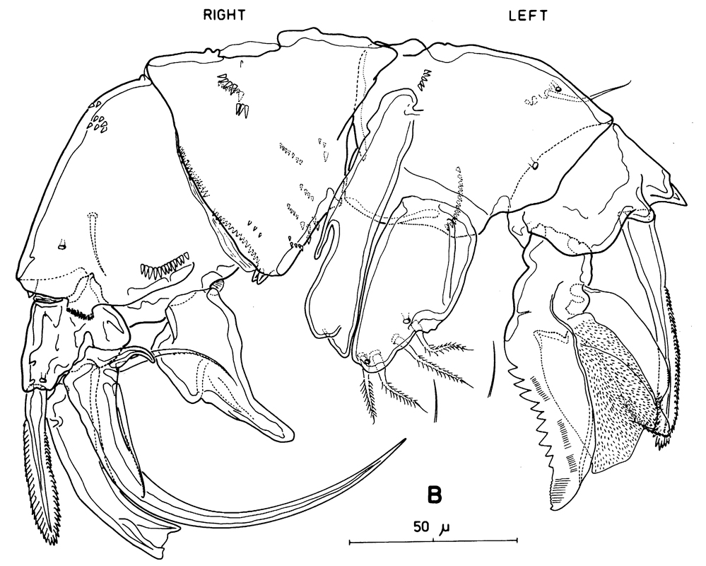 Espèce Pseudocyclops bahamensis - Planche 4 de figures morphologiques