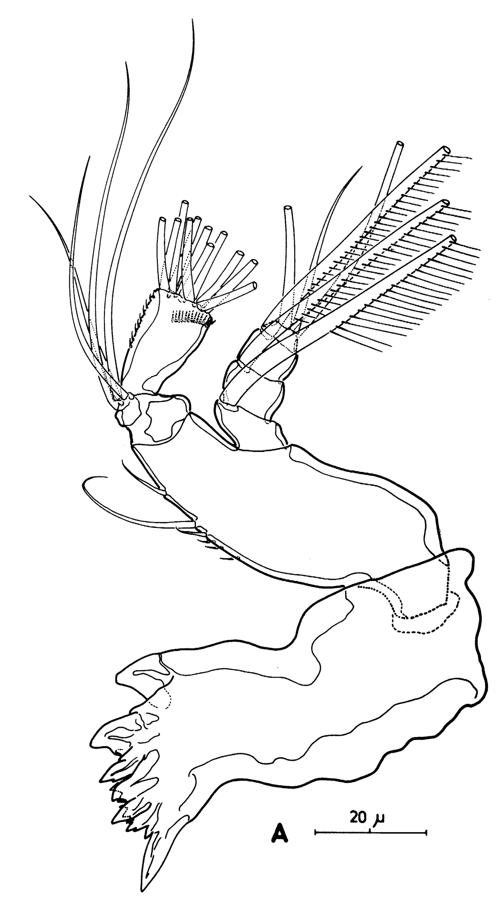 Espèce Pseudocyclops bahamensis - Planche 5 de figures morphologiques