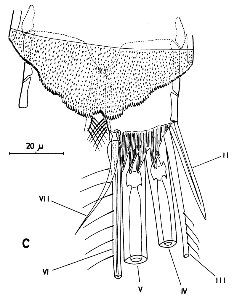 Espèce Pseudocyclops bahamensis - Planche 6 de figures morphologiques
