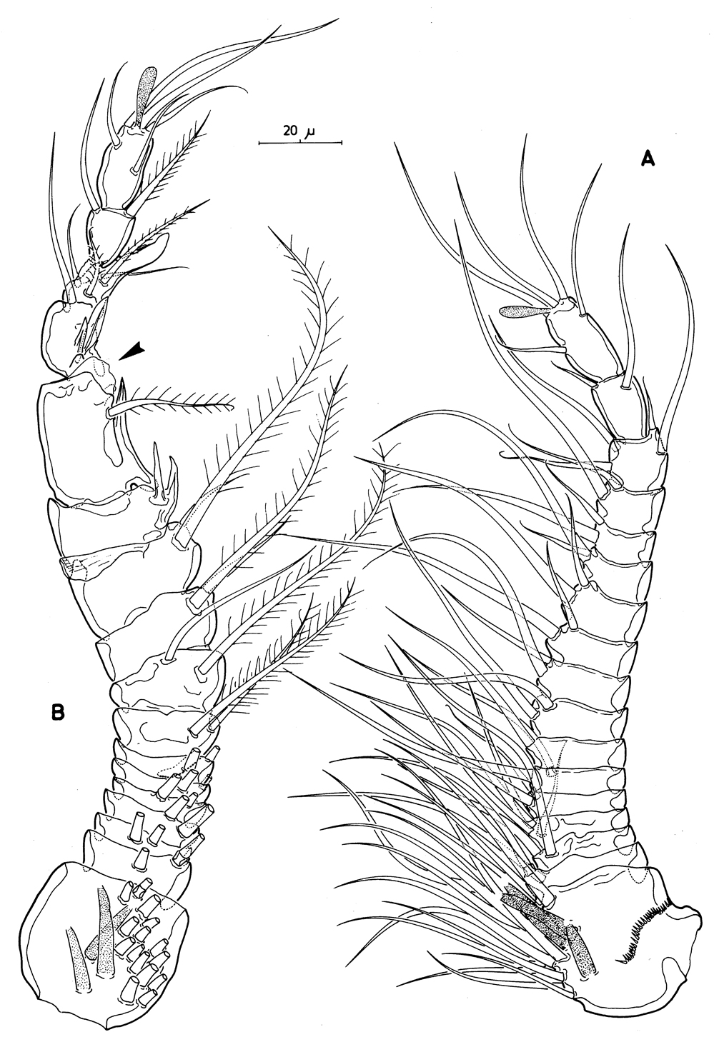 Espèce Pseudocyclops bahamensis - Planche 7 de figures morphologiques