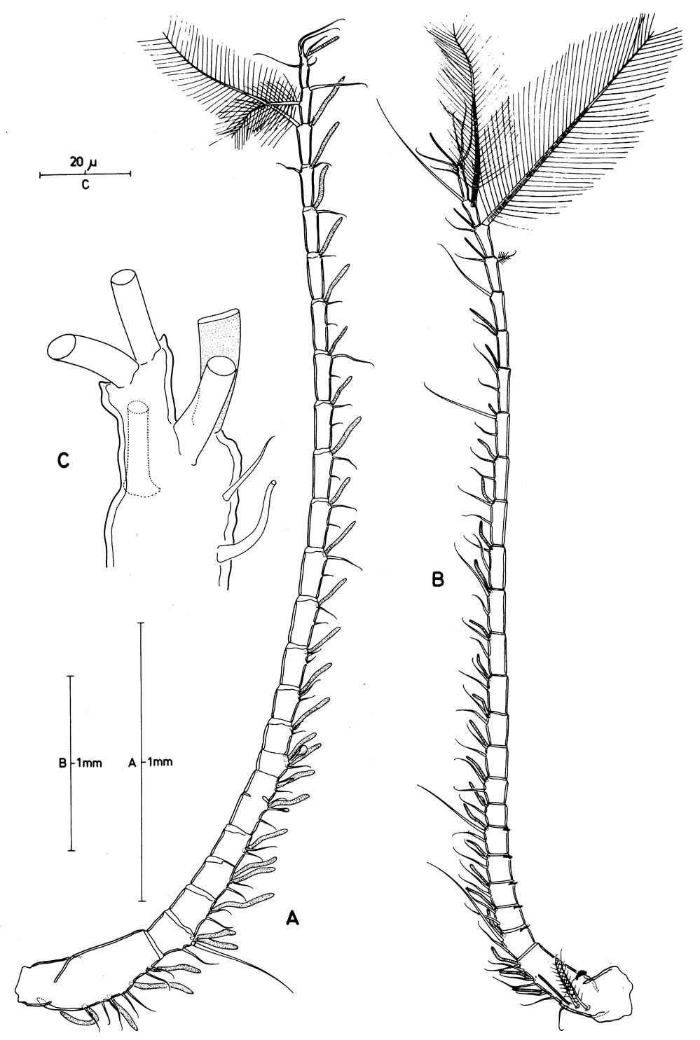 Species Calanus finmarchicus - Plate 17 of morphological figures
