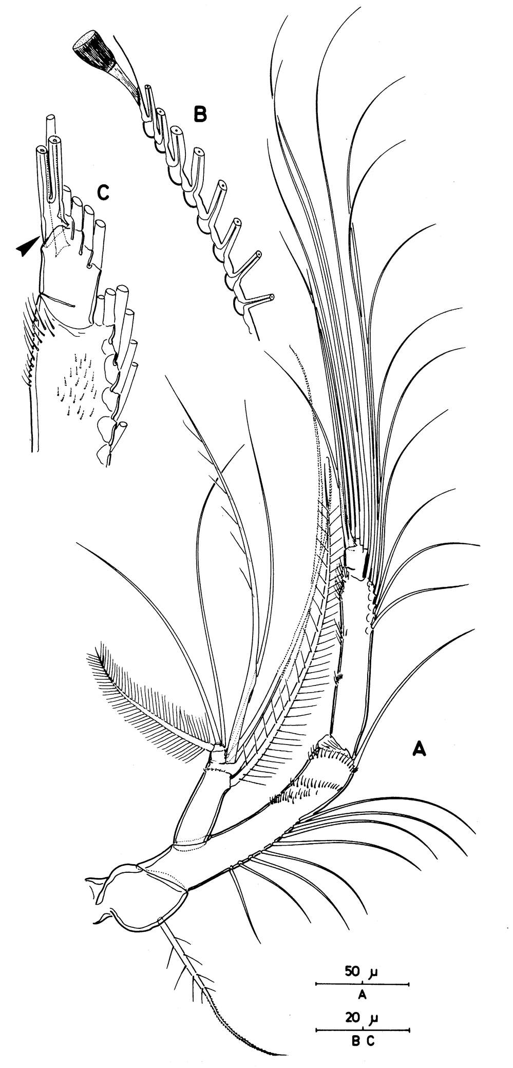 Espce Acartia (Acartiura) clausi - Planche 39 de figures morphologiques