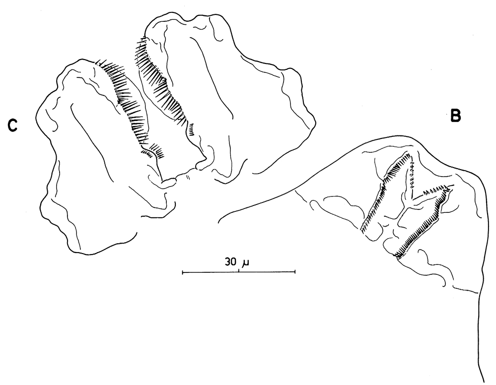 Espèce Pseudocyclops bahamensis - Planche 10 de figures morphologiques