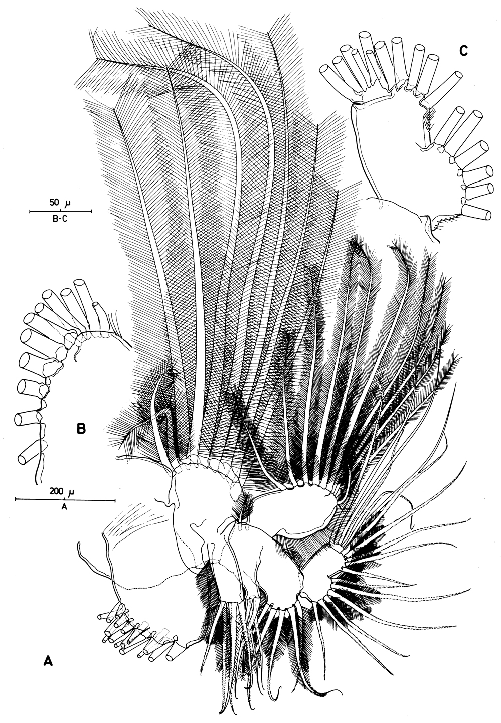 Species Pleuromamma xiphias - Plate 35 of morphological figures