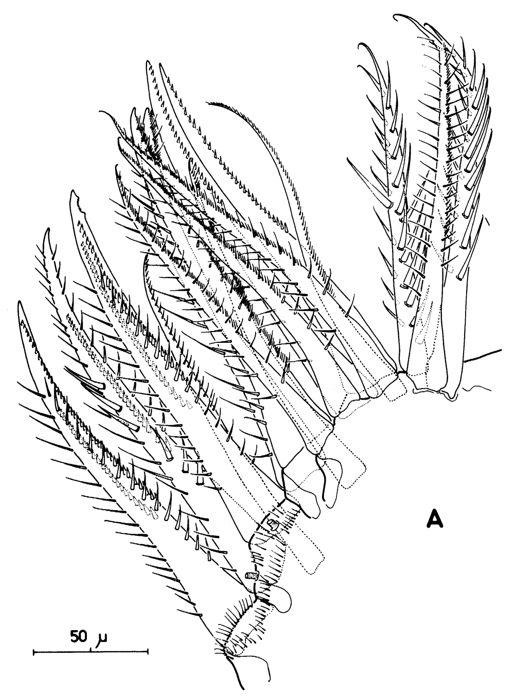 Species Pleuromamma xiphias - Plate 36 of morphological figures
