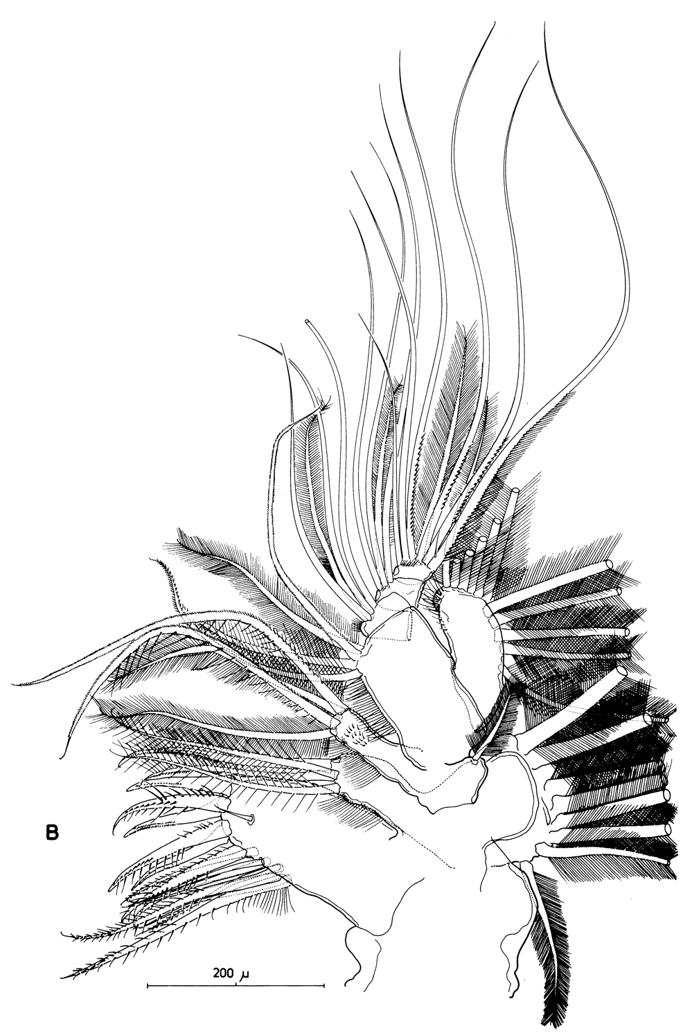 Species Calanus finmarchicus - Plate 19 of morphological figures