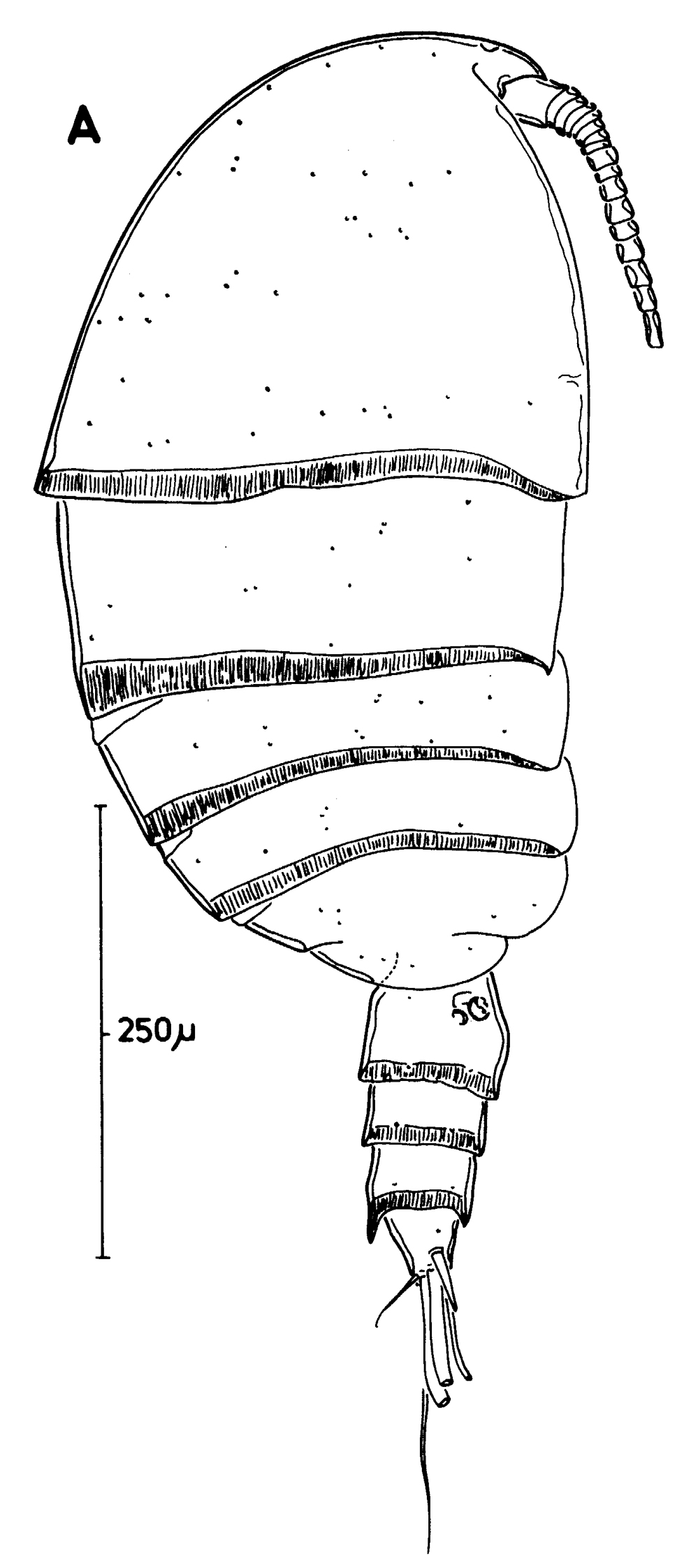 Espèce Pseudocyclops bahamensis - Planche 11 de figures morphologiques