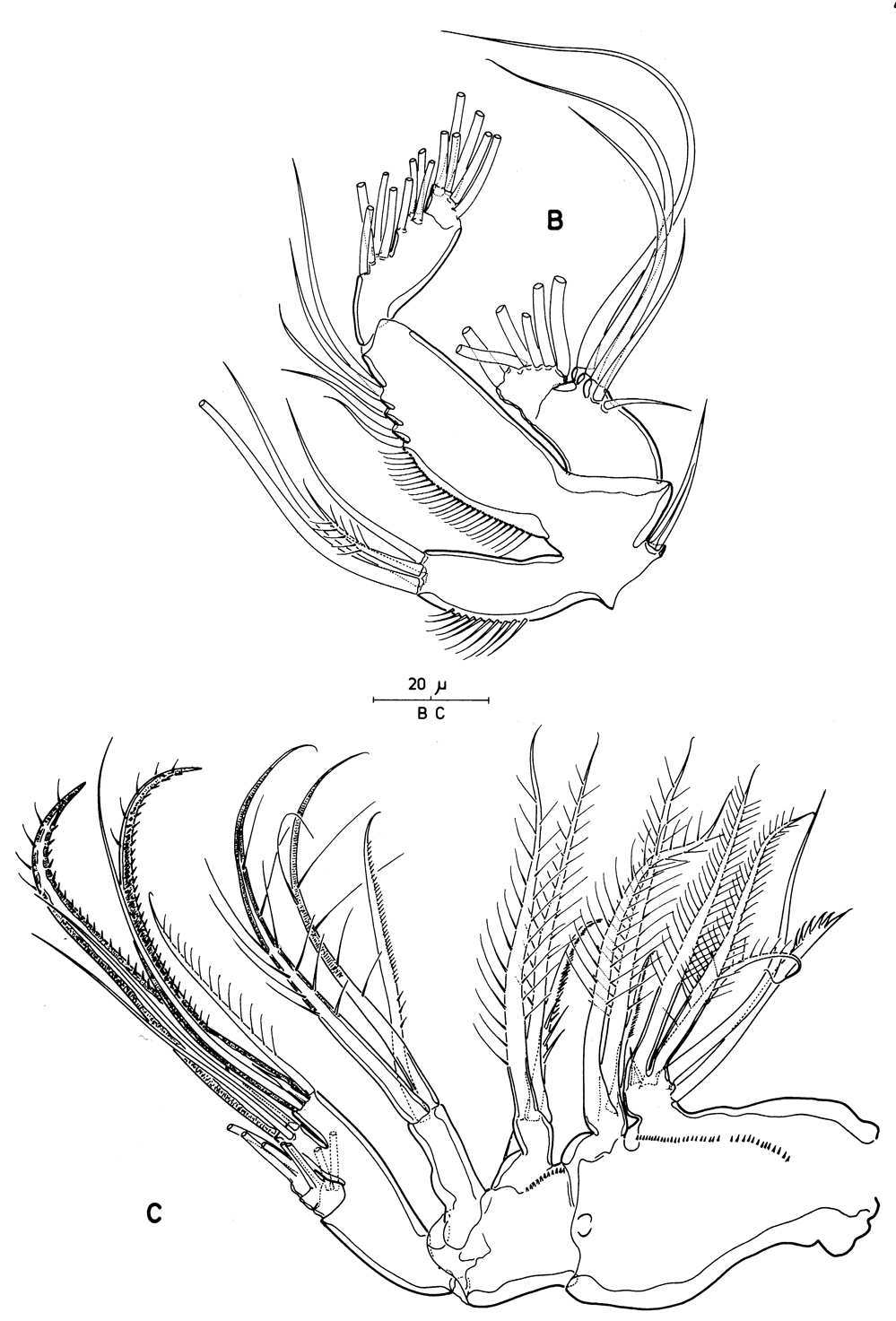 Espèce Pseudocyclops bahamensis - Planche 12 de figures morphologiques