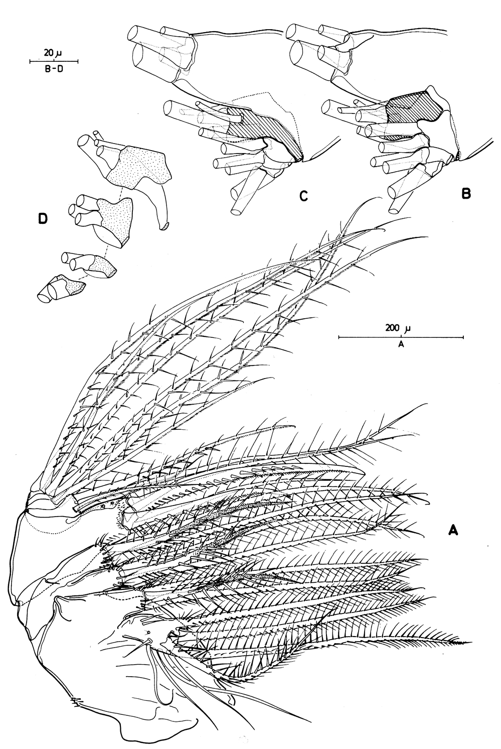 Species Pleuromamma xiphias - Plate 37 of morphological figures