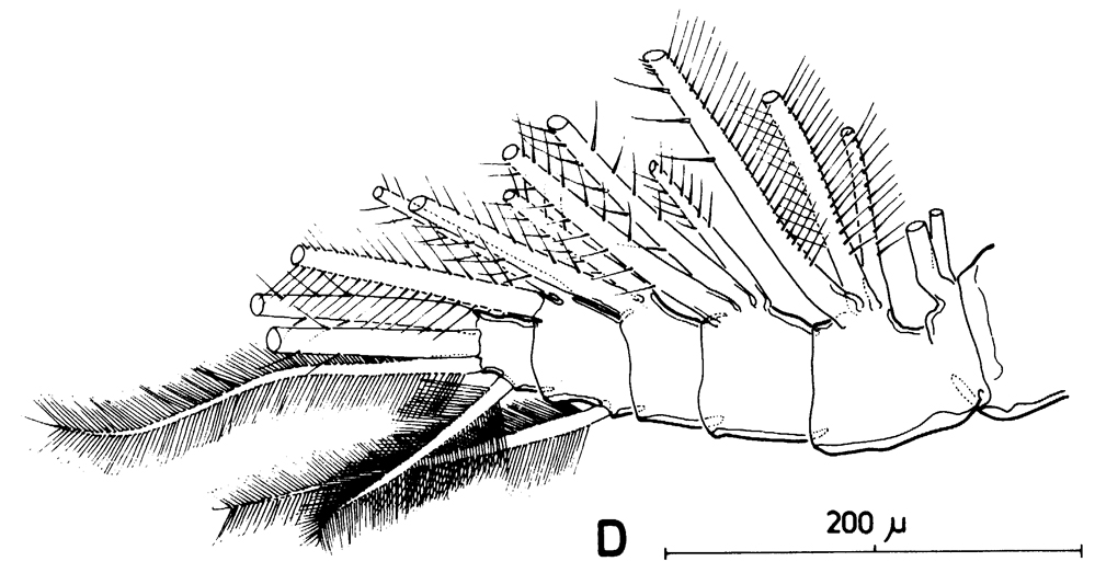 Espèce Rhincalanus nasutus - Planche 17 de figures morphologiques