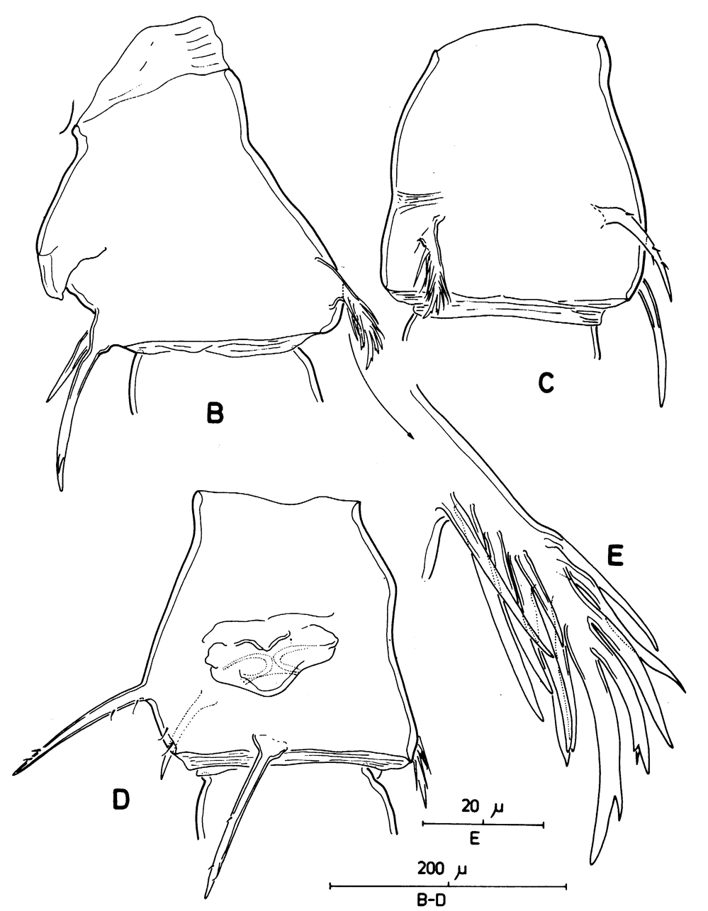 Espèce Centropages typicus - Planche 6 de figures morphologiques