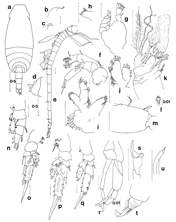Espèce Scopalatum dubia - Planche 1 de figures morphologiques