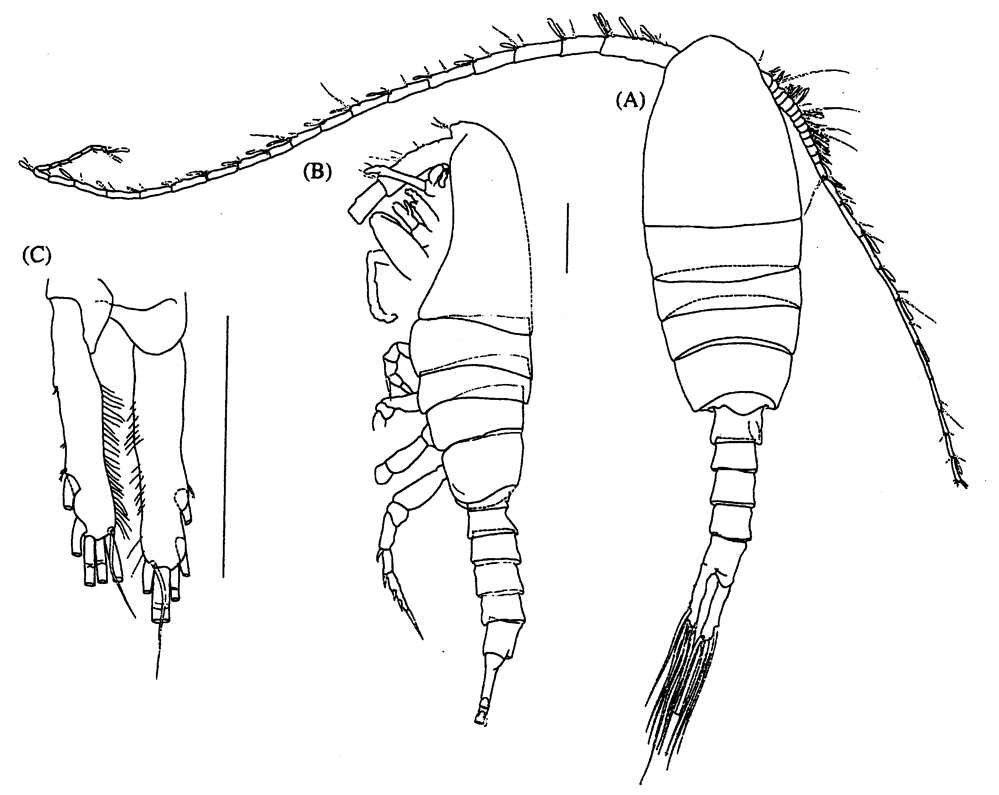 Species Hyperbionyx athesphatos - Plate 1 of morphological figures