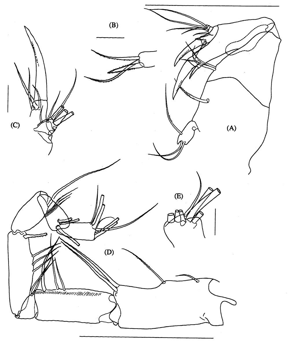Espèce Hyperbionyx athesphatos - Planche 4 de figures morphologiques