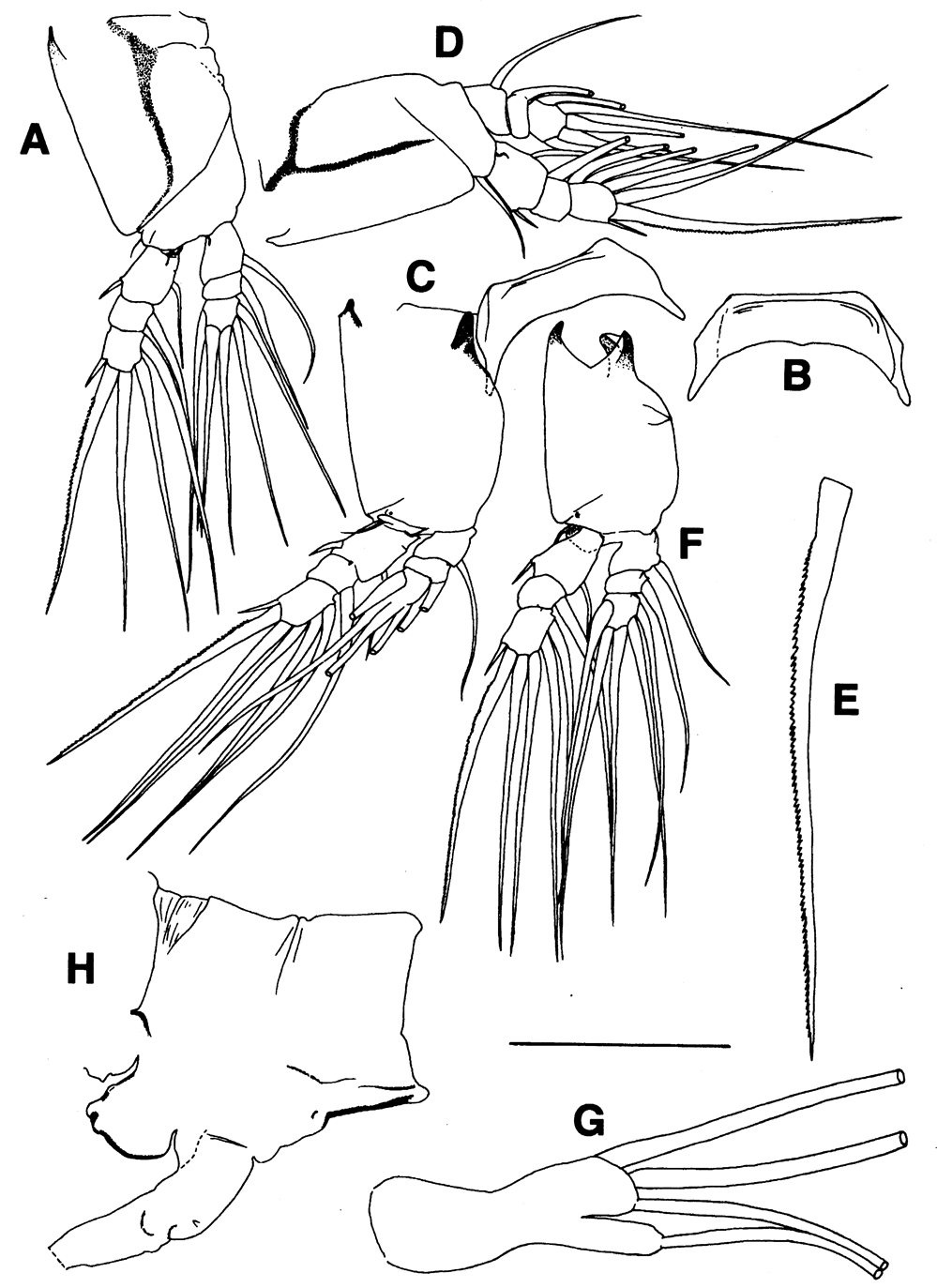Espèce Maemonstrilla turgida - Planche 6 de figures morphologiques