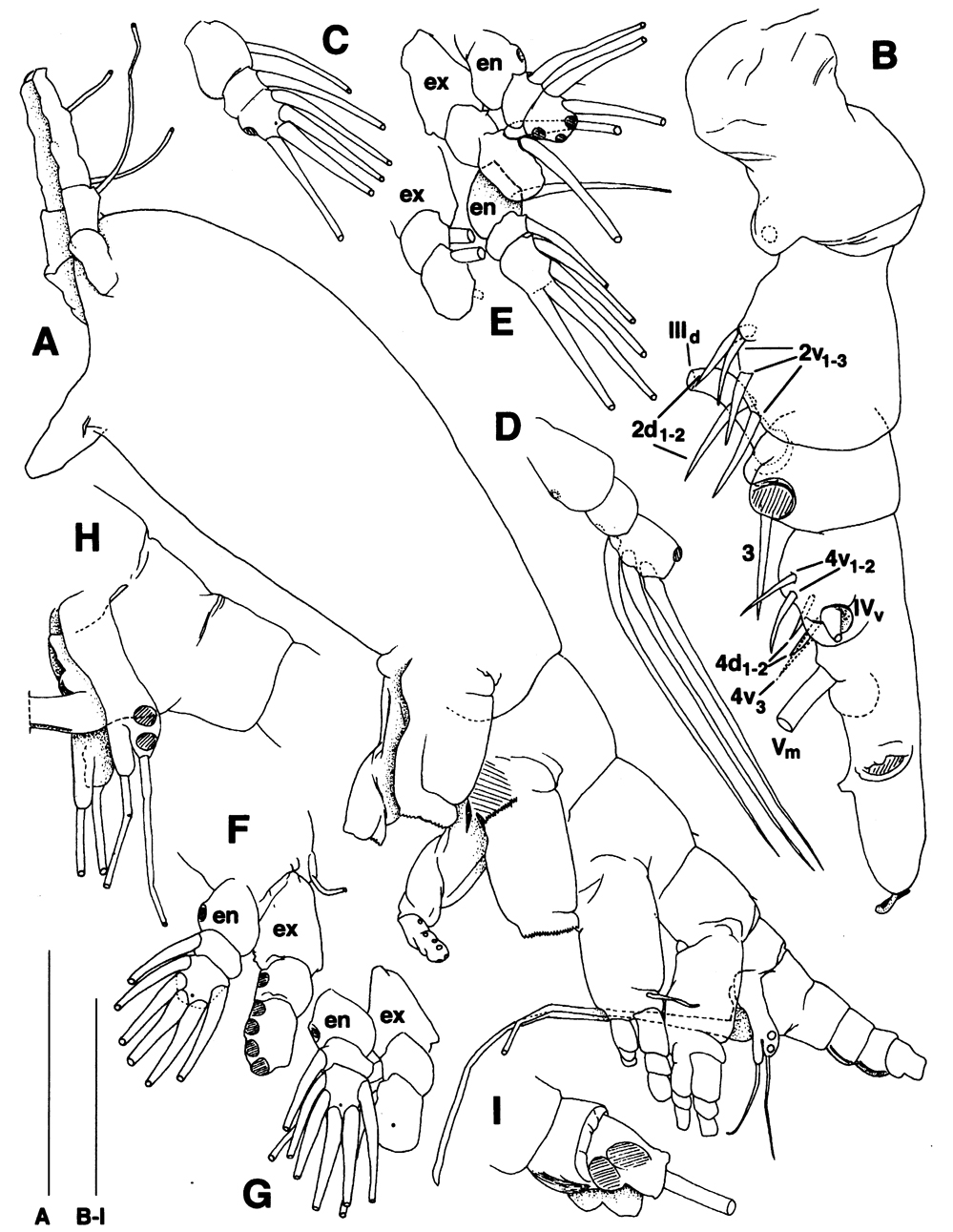 Species Maemonstrilla turgida - Plate 10 of morphological figures
