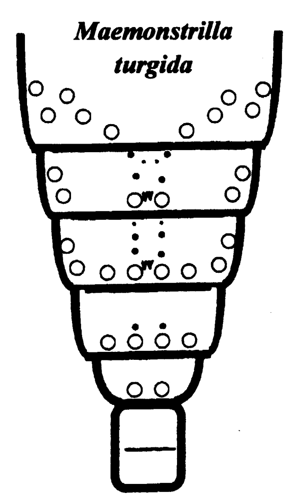 Espèce Maemonstrilla turgida - Planche 9 de figures morphologiques