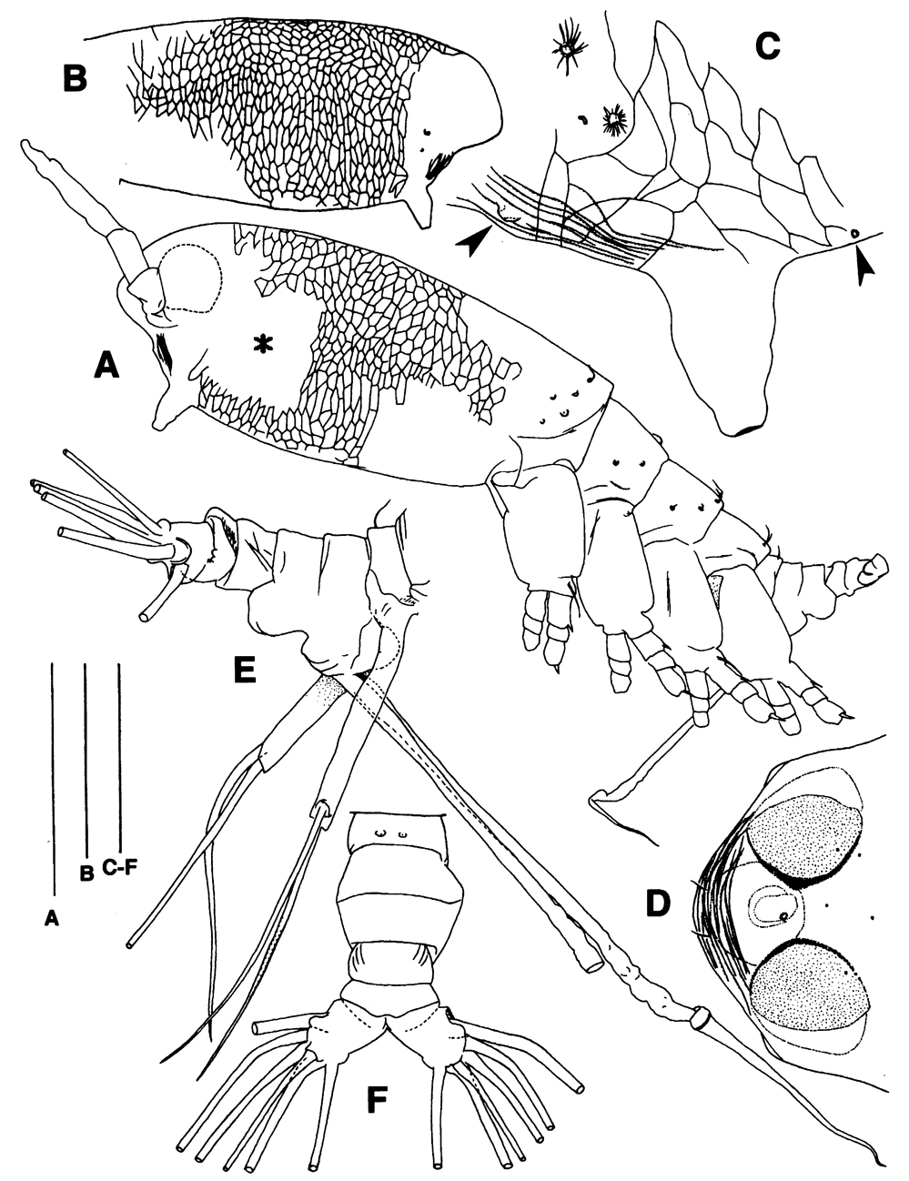 Species Maemonstrilla simplex - Plate 1 of morphological figures