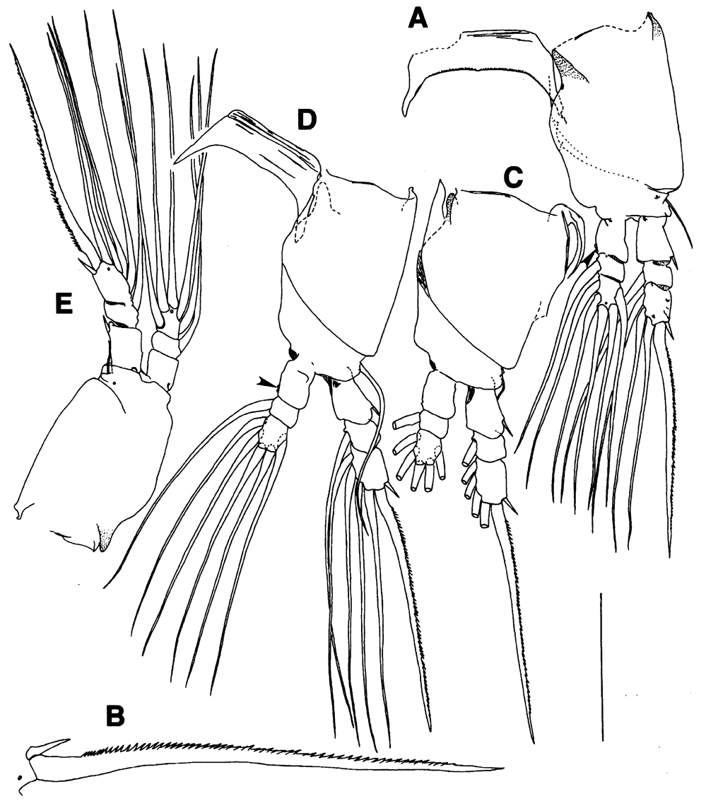 Species Maemonstrilla simplex - Plate 3 of morphological figures
