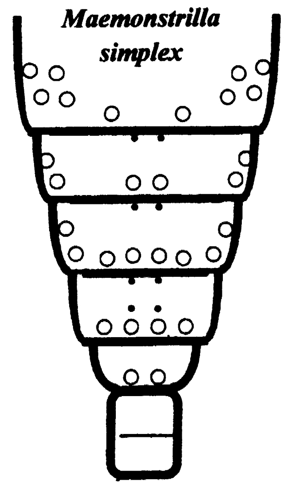 Espce Maemonstrilla simplex - Planche 4 de figures morphologiques