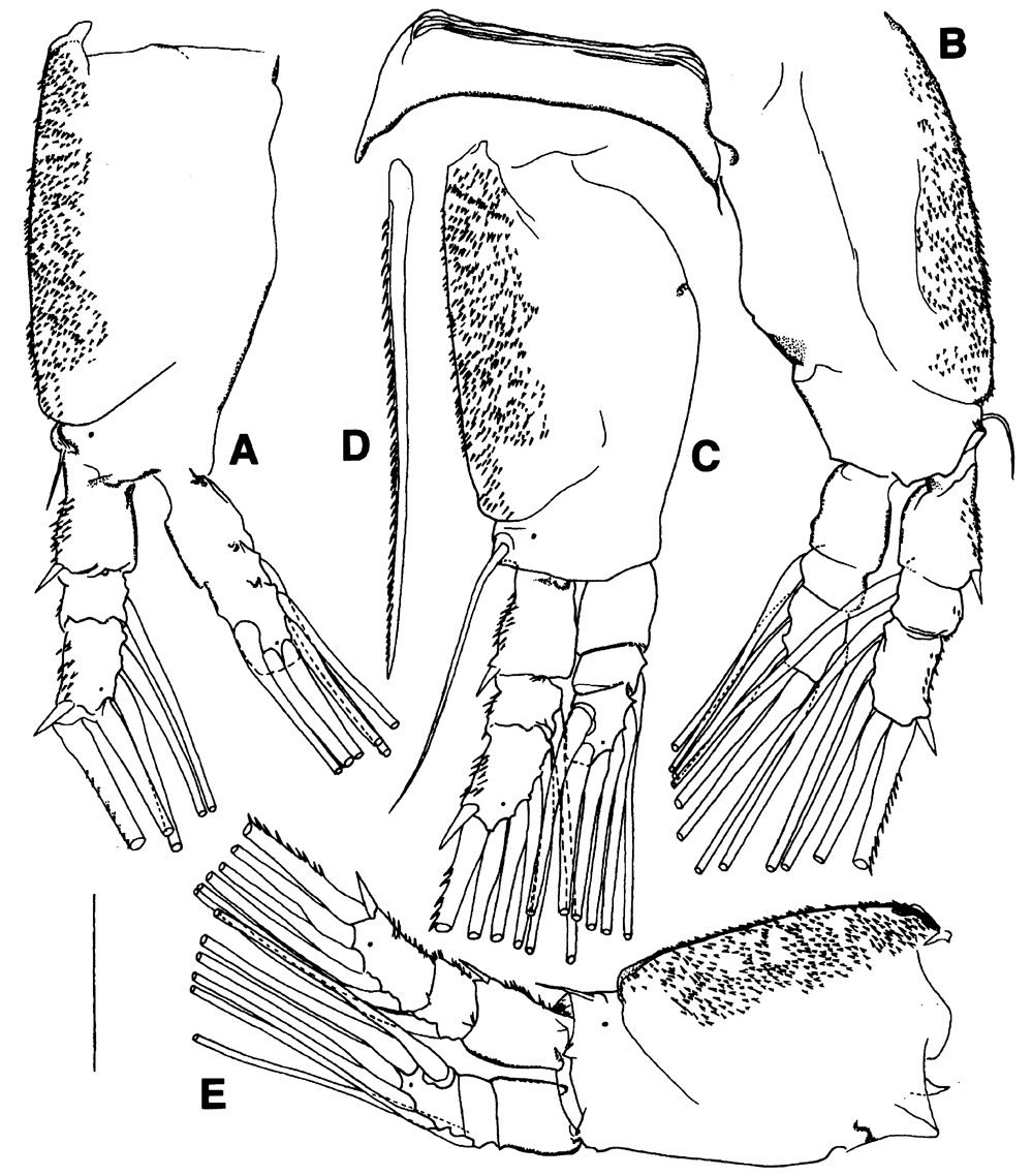 Espce Maemonstrilla okame - Planche 2 de figures morphologiques