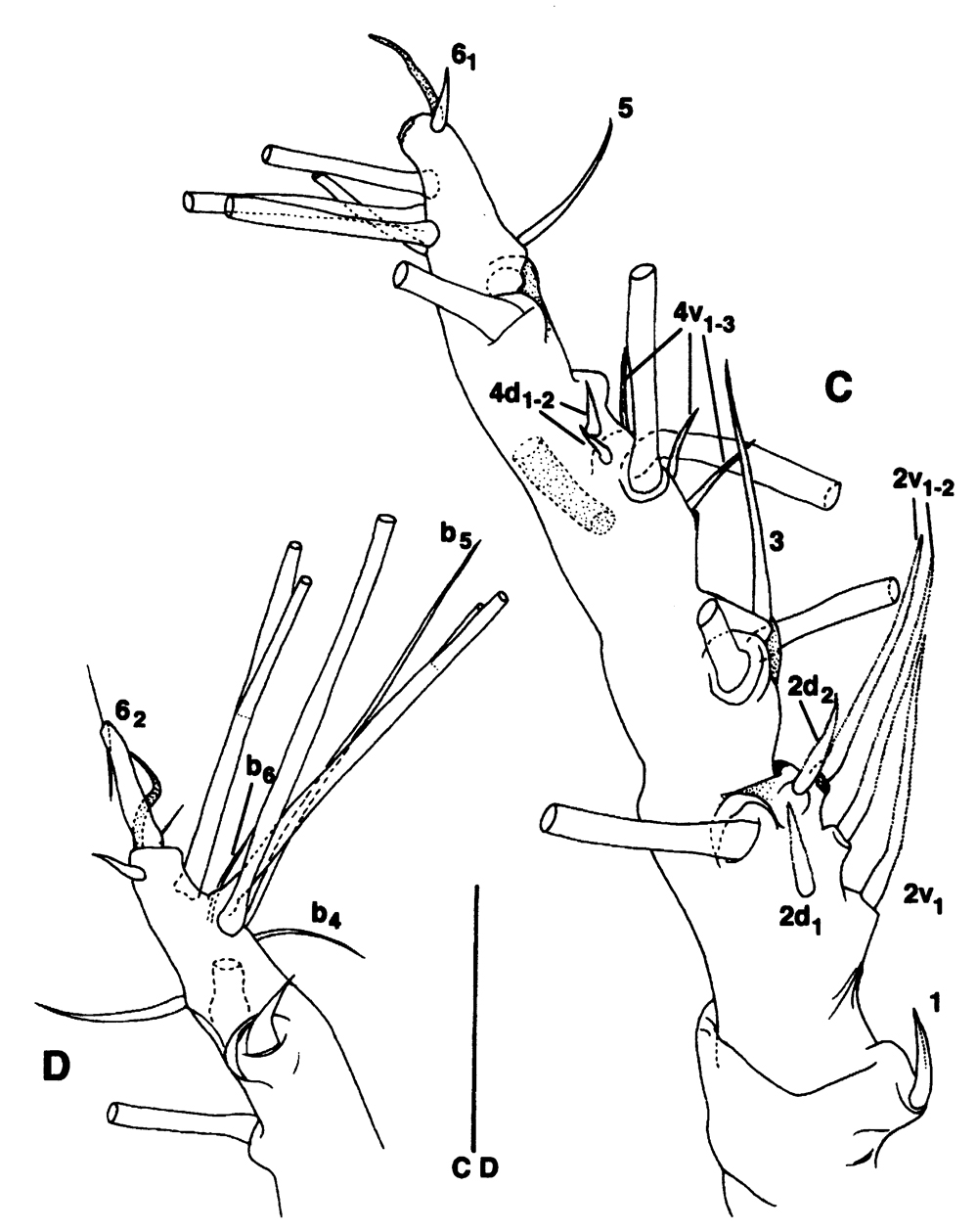 Espce Maemonstrilla simplex - Planche 2 de figures morphologiques