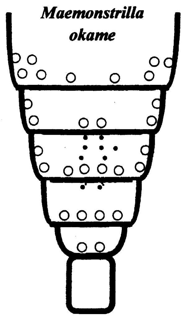 Espce Maemonstrilla okame - Planche 5 de figures morphologiques