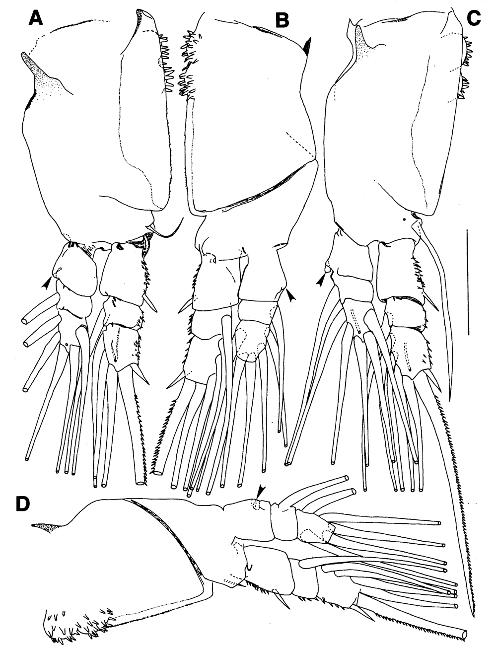 Species Maemonstrilla spinicoxa - Plate 4 of morphological figures