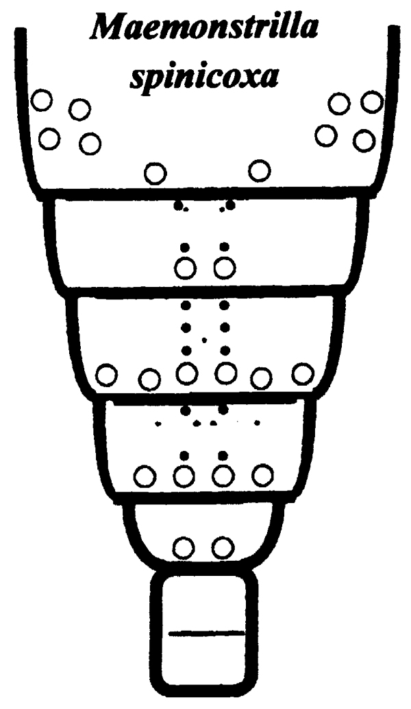 Espce Maemonstrilla spinicoxa - Planche 5 de figures morphologiques