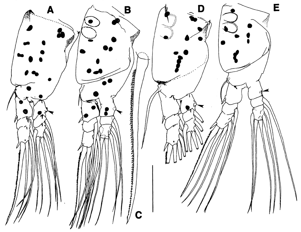 Species Maemonstrilla polka - Plate 7 of morphological figures