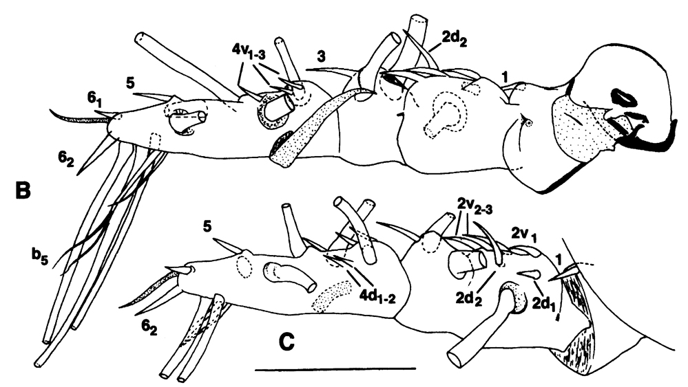 Espce Maemonstrilla spinicoxa - Planche 2 de figures morphologiques