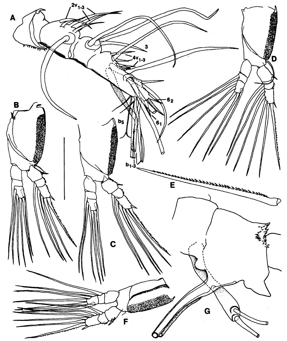 Species Maemonstrilla hyottoko - Plate 5 of morphological figures