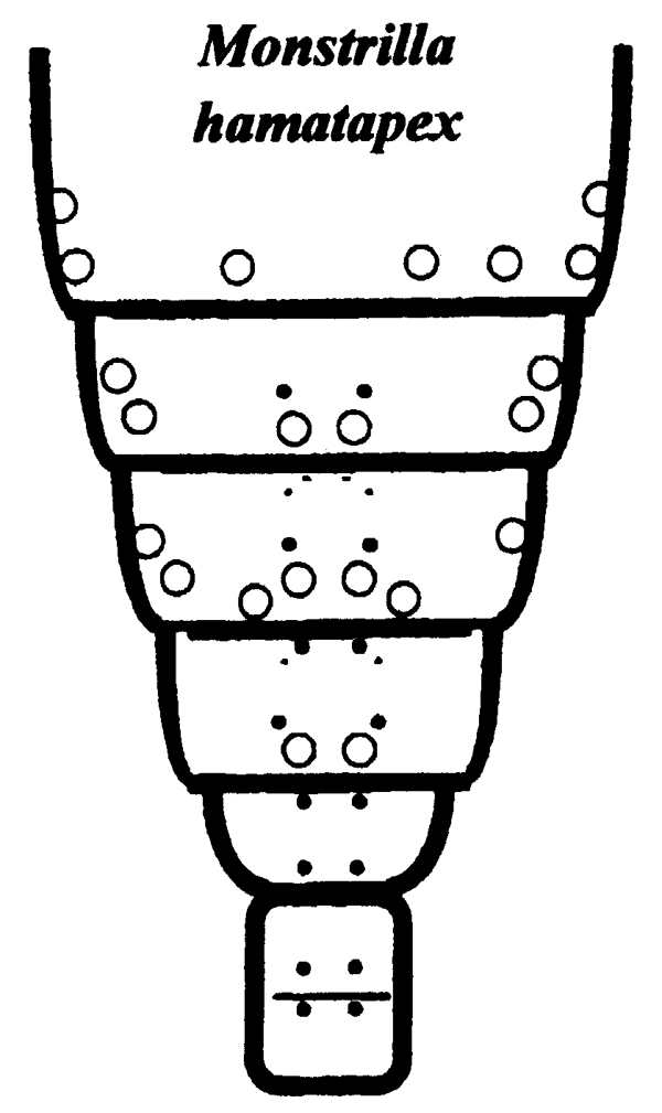 Espce Caromiobenella hamatapex - Planche 5 de figures morphologiques