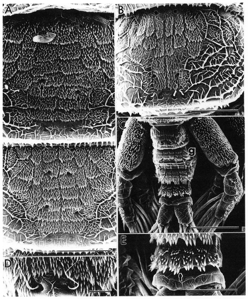 Species Maemonstrilla hyottoko - Plate 3 of morphological figures