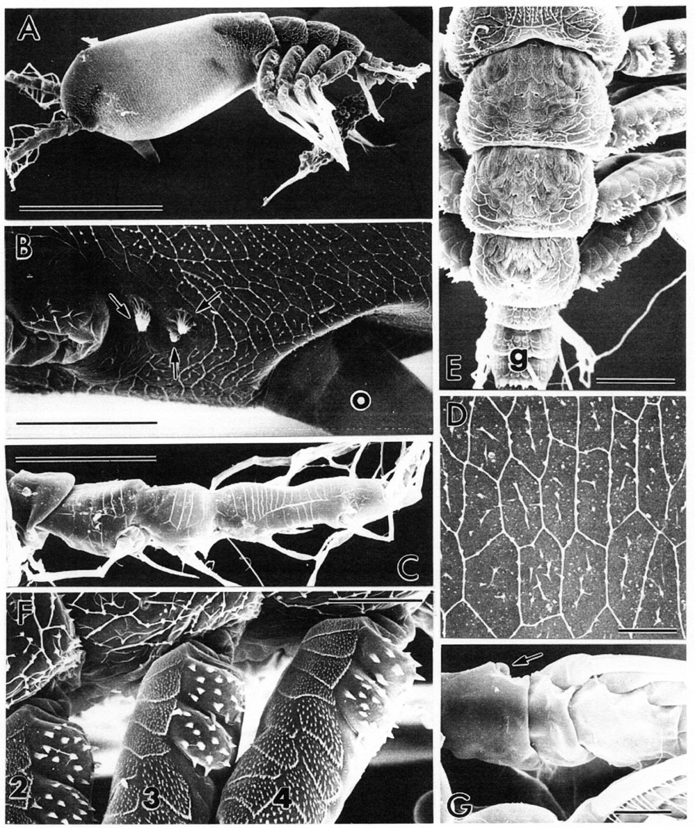 Species Maemonstrilla spinicoxa - Plate 1 of morphological figures