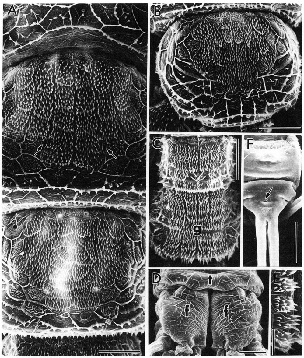Species Maemonstrilla okame - Plate 4 of morphological figures