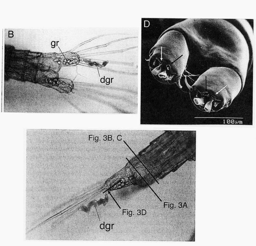Espce Calanus sinicus - Planche 16 de figures morphologiques