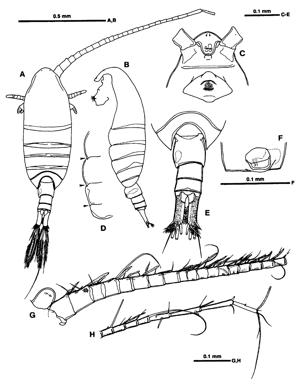 Species Ridgewayia stygia - Plate 1 of morphological figures