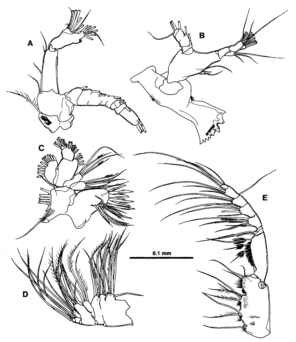 Espce Ridgewayia stygia - Planche 2 de figures morphologiques
