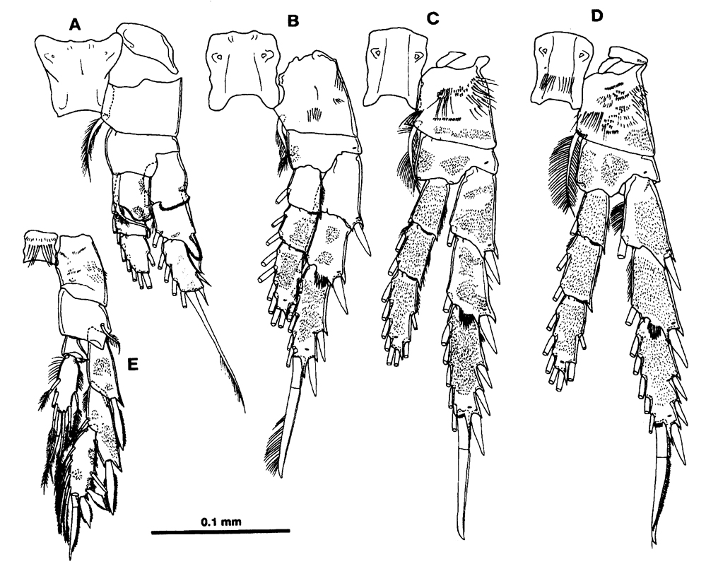 Espce Ridgewayia stygia - Planche 3 de figures morphologiques