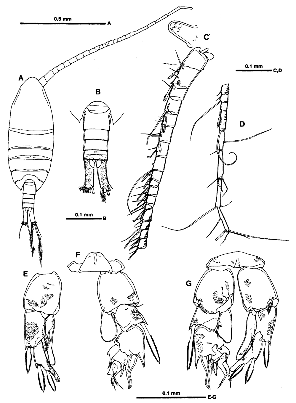 Species Ridgewayia stygia - Plate 4 of morphological figures