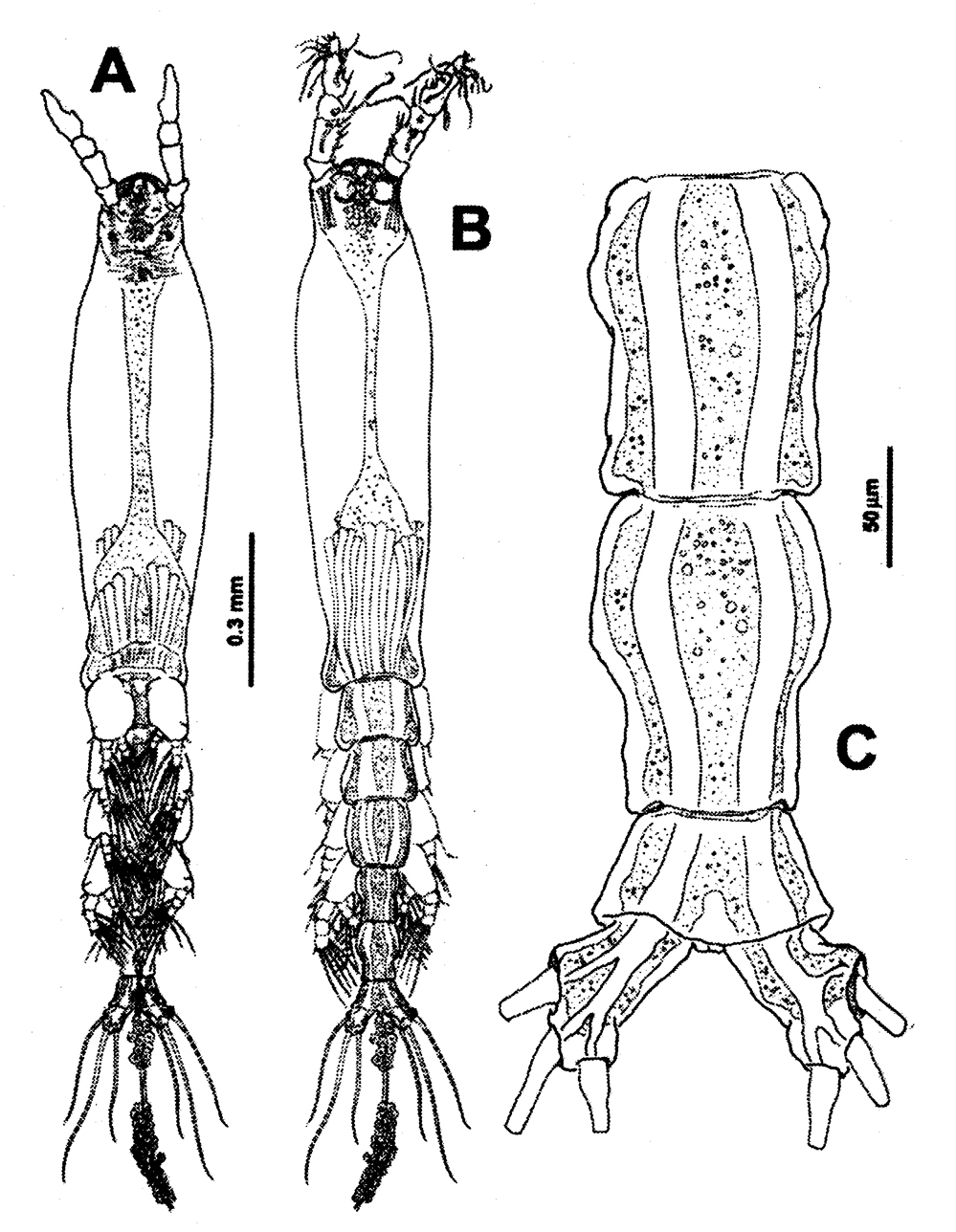 Species Cymbasoma cocoense - Plate 1 of morphological figures