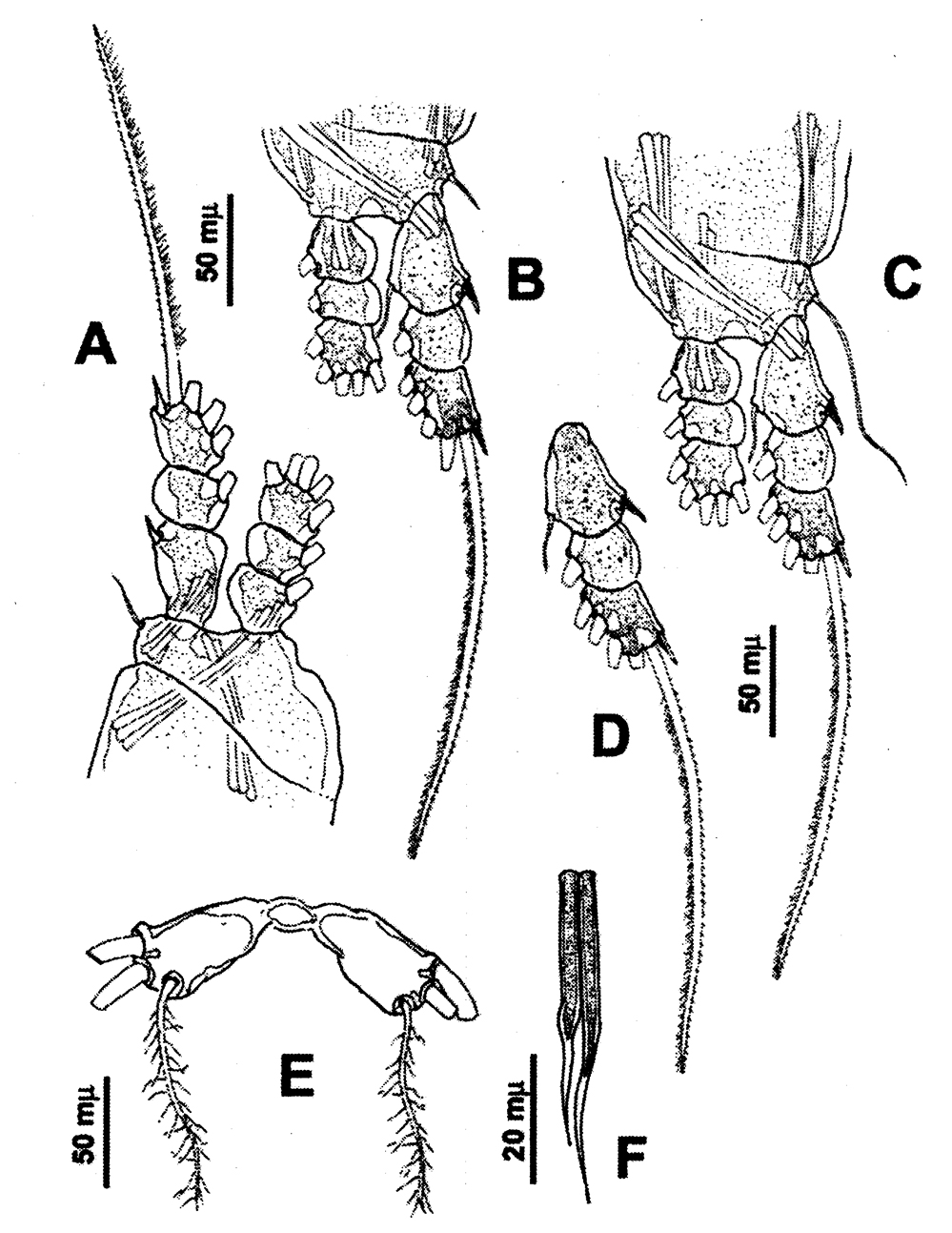 Species Cymbasoma cocoense - Plate 3 of morphological figures