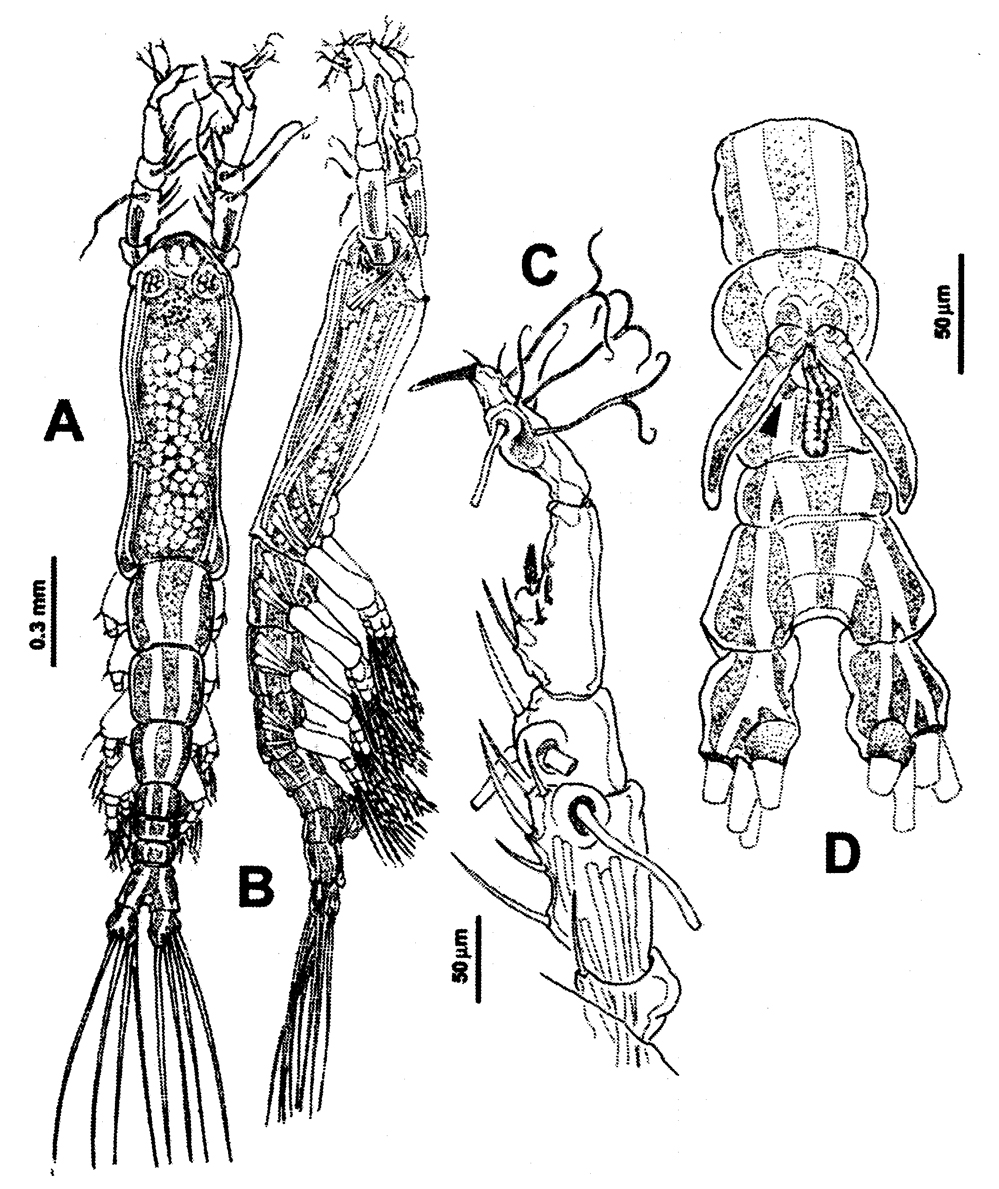 Espce Monstrillopsis chathamensis - Planche 1 de figures morphologiques