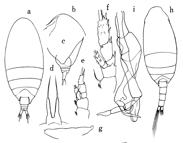 Species Scolecithrix bradyi - Plate 1 of morphological figures
